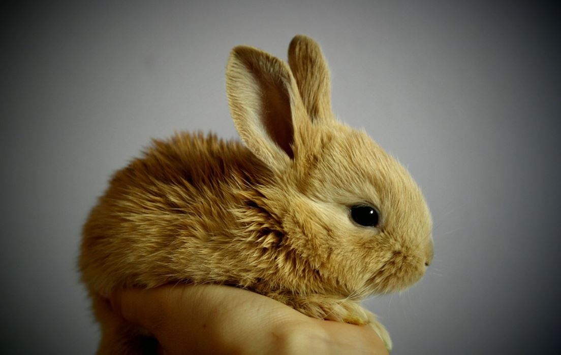 Zvířata si jistě děti zamilují