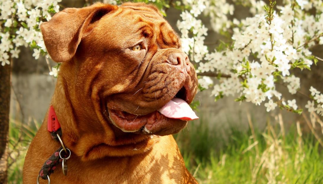 Zvířata si budou ráda hrát s dětmi